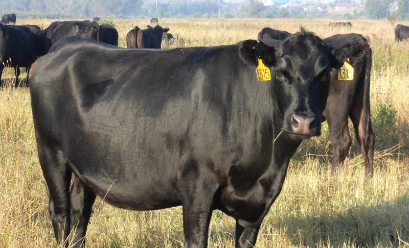 Мраморная говядина Black Angus Мраморная говядина Black Angus